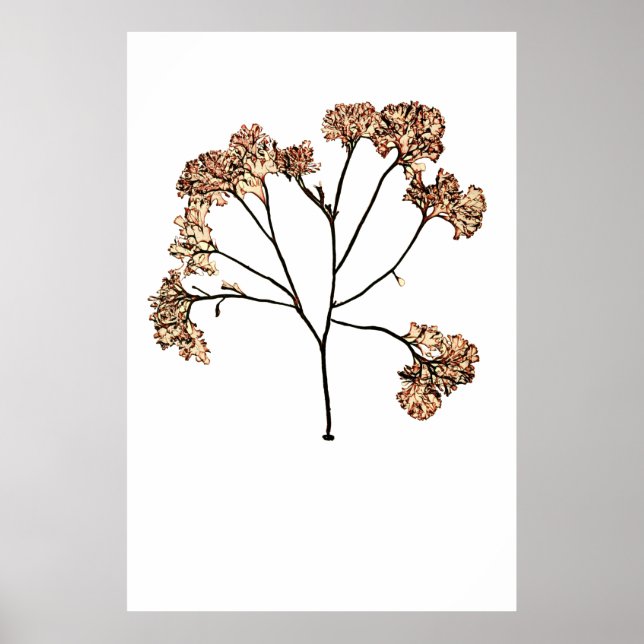 Pôster Henry Bradbury's Pressed Seaweed Décimo de Dez (Frente)