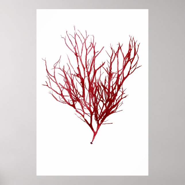 Poster Henry Bradbury's Pressed Seaweed Nono de Dez (Frente)