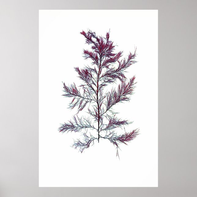 Poster Henry Bradbury's Pressed Seaweed Quinta de Dez (Frente)