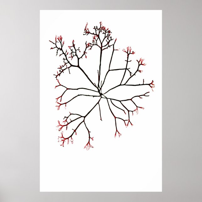 Poster Henry Bradbury's Pressionou algas em quarto de dez (Frente)