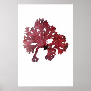 Pôster Henry Bradbury's Pressionou algas marinhas em séti