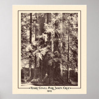 Poster Henry Cowell Park, Papais noeis Cruz, Califórnia 1