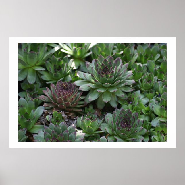 Pôster Hens (Frente)