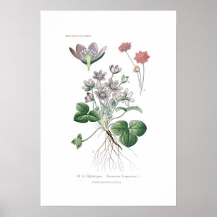 Pôster Hepatica da anêmona