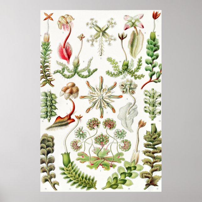 Poster Hepaticae Lebermoose por Ernst Haeckel (Frente)