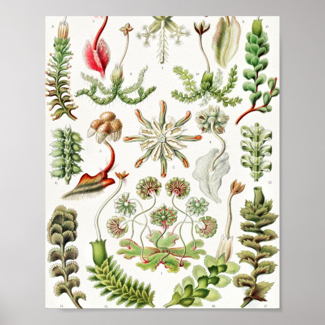 Poster Hepaticae Lebermoose por Ernst Haeckel (Frente)