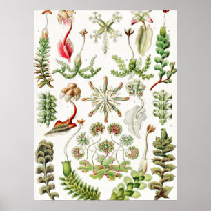 Poster Hepaticae Lebermoose por Ernst Haeckel