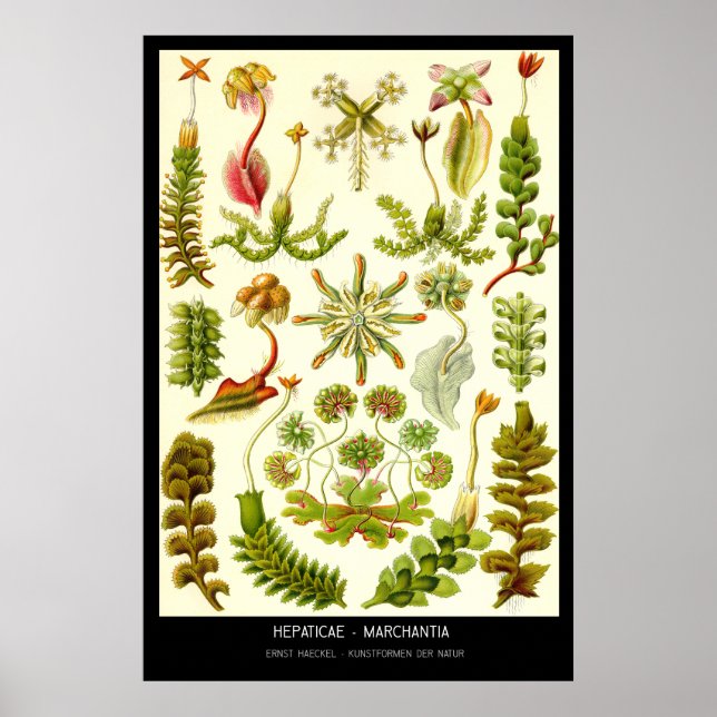 Poster Hepaticae-Marchantia - Placa 82 - Kunstformen der (Frente)