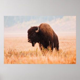Poster Herança Americana Bison (Bison Bison) Em Teton 2