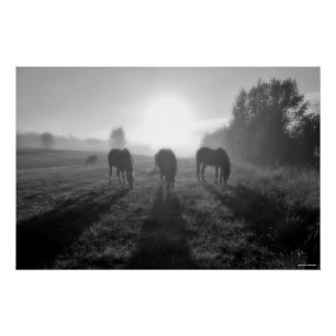 Pôster Herança do Cavalo Grazado ao nascer do Sol, Foto B