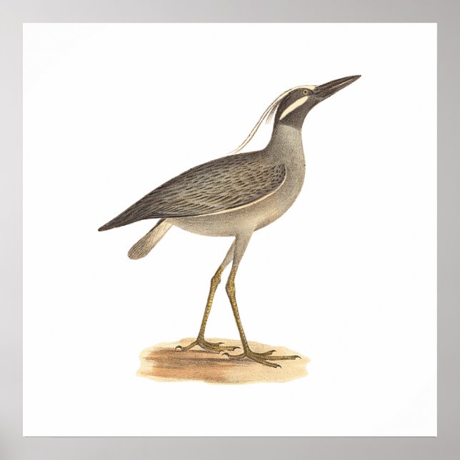 Poster Herão da Noite Amarelo (Ardea violacea) (Frente)