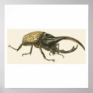 Pôster Hercules Beetle