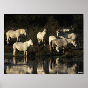 Poster Herd Camargue Ponies Na Água