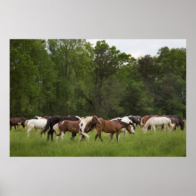 Poster Herd de cavalos, Tennessee (Frente)