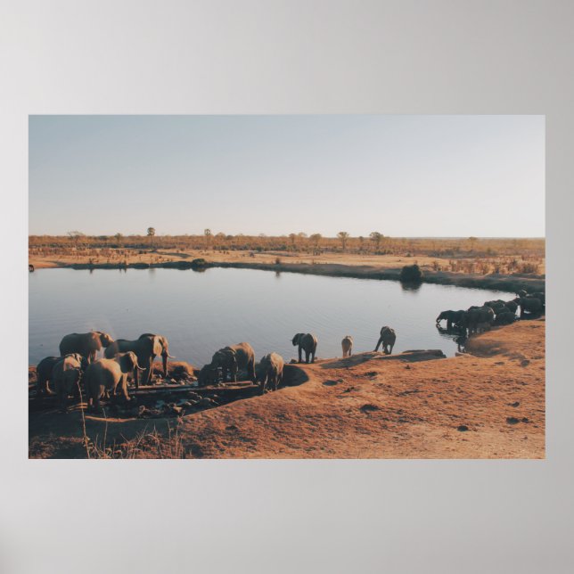 POSTER HERD OF ELEPHANT DRINKING WATER FROM LAKE (Frente)