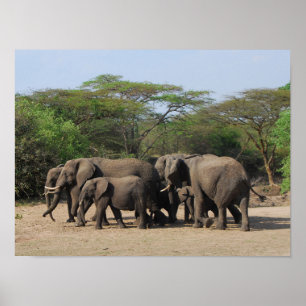 Poster Herd of Elephants