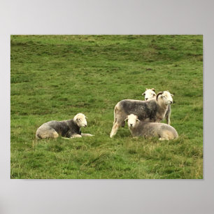 Poster Herdwick Sheep