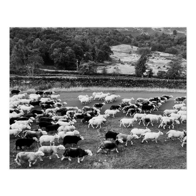 Pôster Herdwick Sheep Poster (Frente)