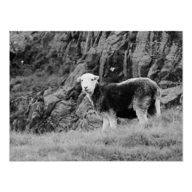 Pôster Herdwick Sheep Poster (Frente)