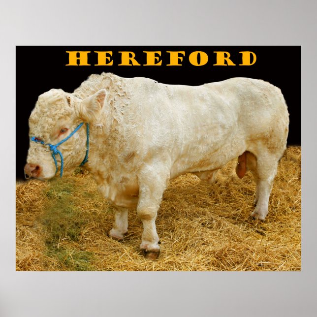Poster hereford (Frente)