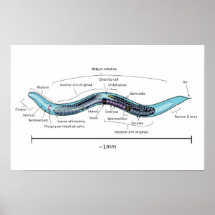 Poster Hermafrodita Nematoide Caenorhabditis elegans