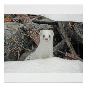 Pôster Hermine Branco