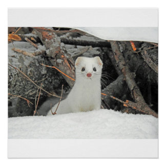 Pôster Hermine Branco