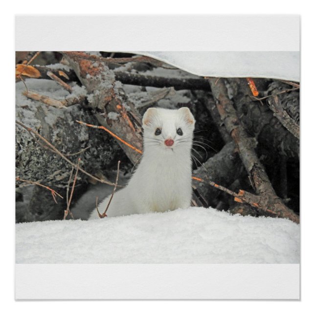 Pôster Hermine Branco (Frente)