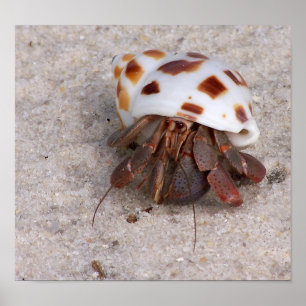 Pôster Hermit Crab