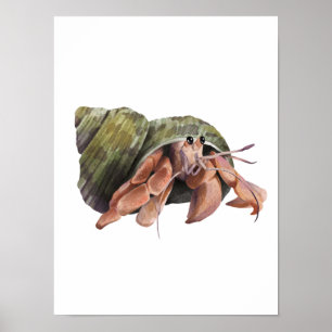 Poster Hermit Crab Crustaceancore