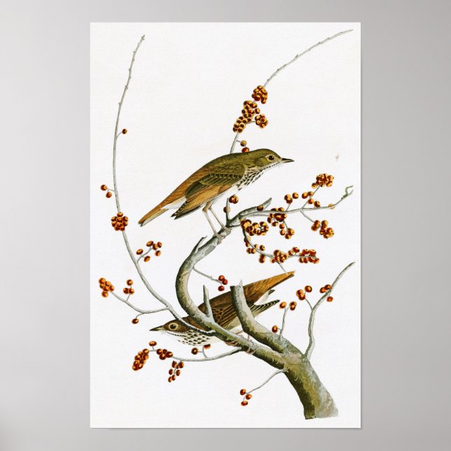 Poster Hermit Thrush John James Audubon Birds da América (Frente)