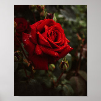 Poster hermoso Póster de rosas rojas