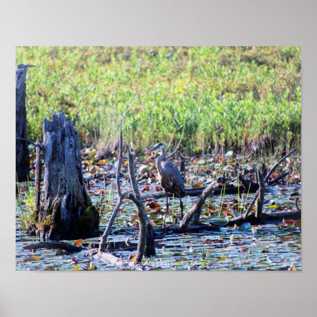 Poster Heron 6467 (Frente)