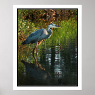 Poster Heron Azul