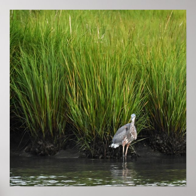 Poster Heron Azul excelente (Frente)