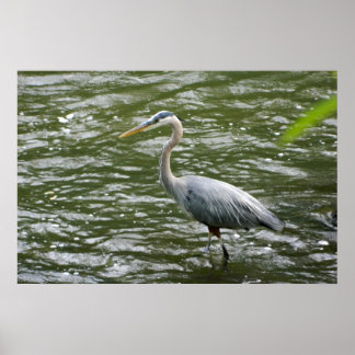 Poster Heron Azul excelente