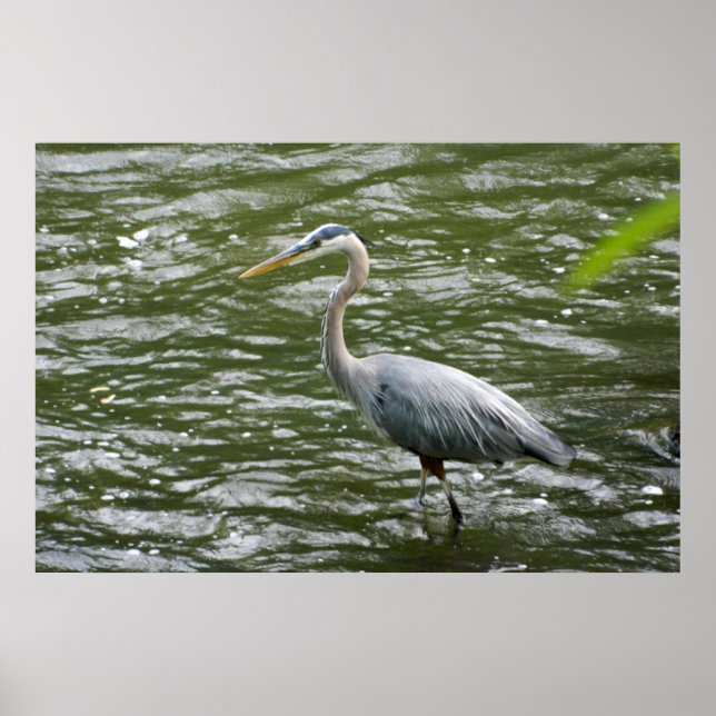 Poster Heron Azul excelente (Frente)