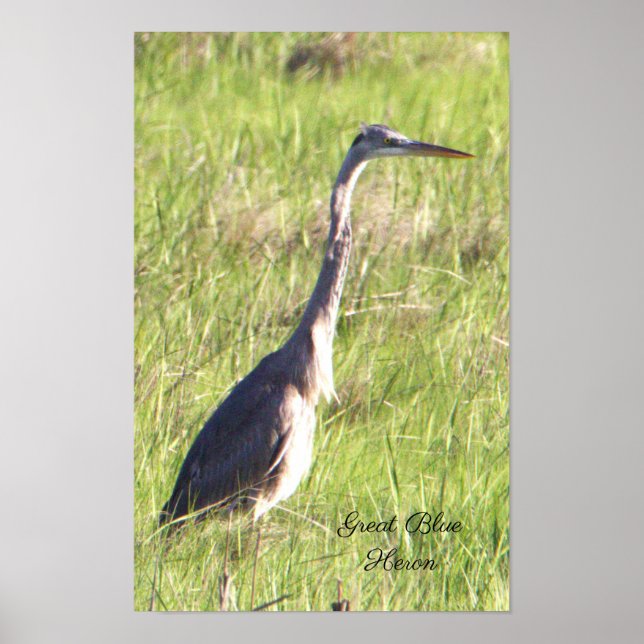 Poster Heron Azul excelente (Frente)
