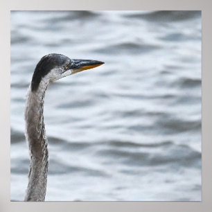 Poster Heron Azul excelente