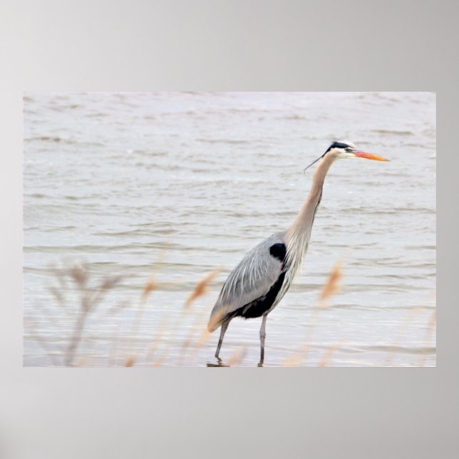 Poster Heron Azul excelente (Frente)