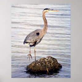 Poster Heron Azul excelente