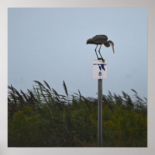 Poster Heron Azul excelente