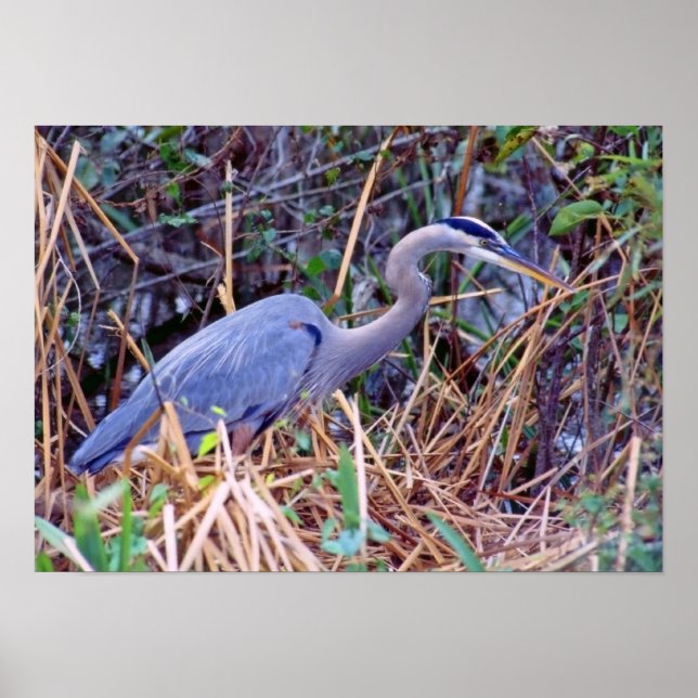 POSTER HERON AZUL excelente (Frente)