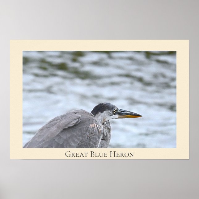 Poster Heron Azul excelente (Frente)