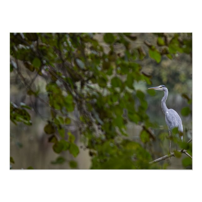 Pôster Héron cendré (Frente)