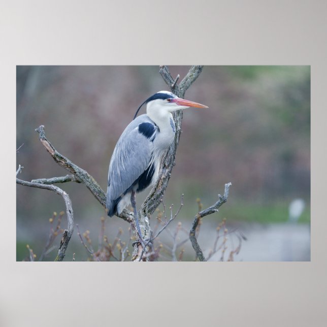 Poster Heron da Cinza de Vigilância Solitária (Frente)