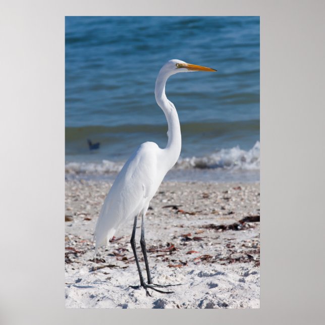 Poster Heron da praia (Frente)
