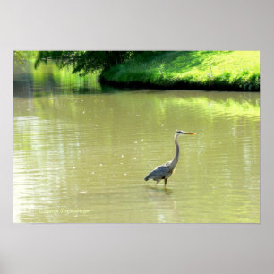 PÔSTER HERON EM POND/SHADES DE VERDE/AMARELO/FOTOG.