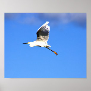 Poster Heron Flying Photo