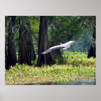 Pôster Heron Landing